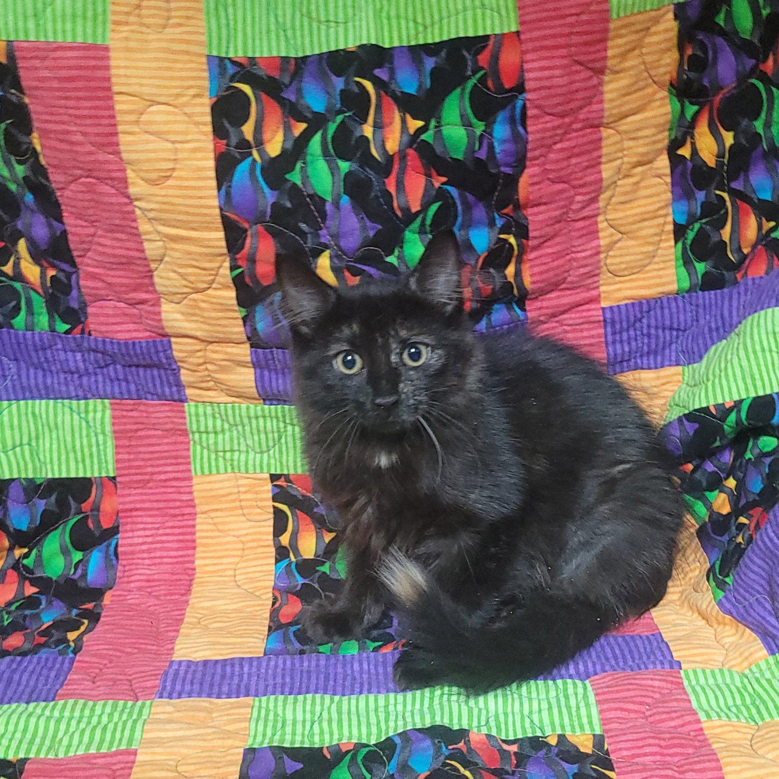 R Litter - RYLEE, a Adoptable Domestic Medium Hair in Akron, OH image 3/3