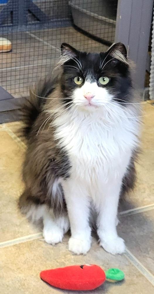 Enlarge Lainey, a Adoptable Domestic Long Hair in Green Valley, AZ image 2/6