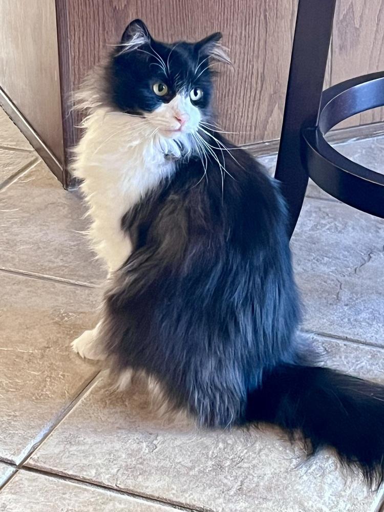 Enlarge Lainey, a Adoptable Domestic Long Hair in Green Valley, AZ image 4/6