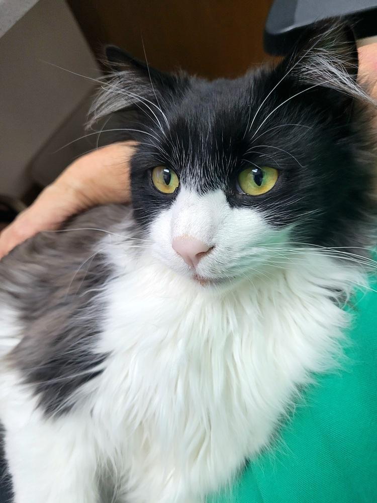 Enlarge Lainey, a Adoptable Domestic Long Hair in Green Valley, AZ image 5/6