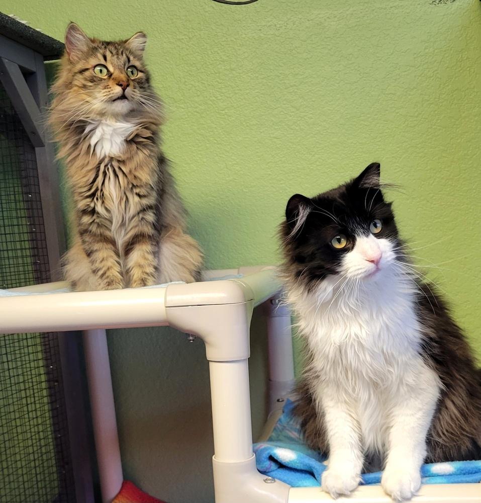 Enlarge Lainey, a Adoptable Domestic Long Hair in Green Valley, AZ image 6/6