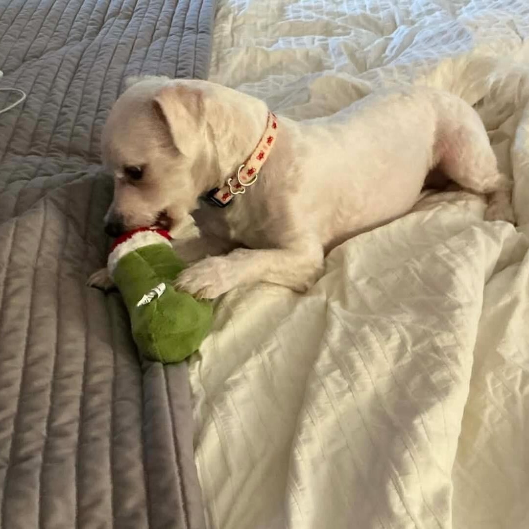 Enlarge Gizmo, a ADOPTABLE Bichon Frise in Hatfield, PA image 6/6