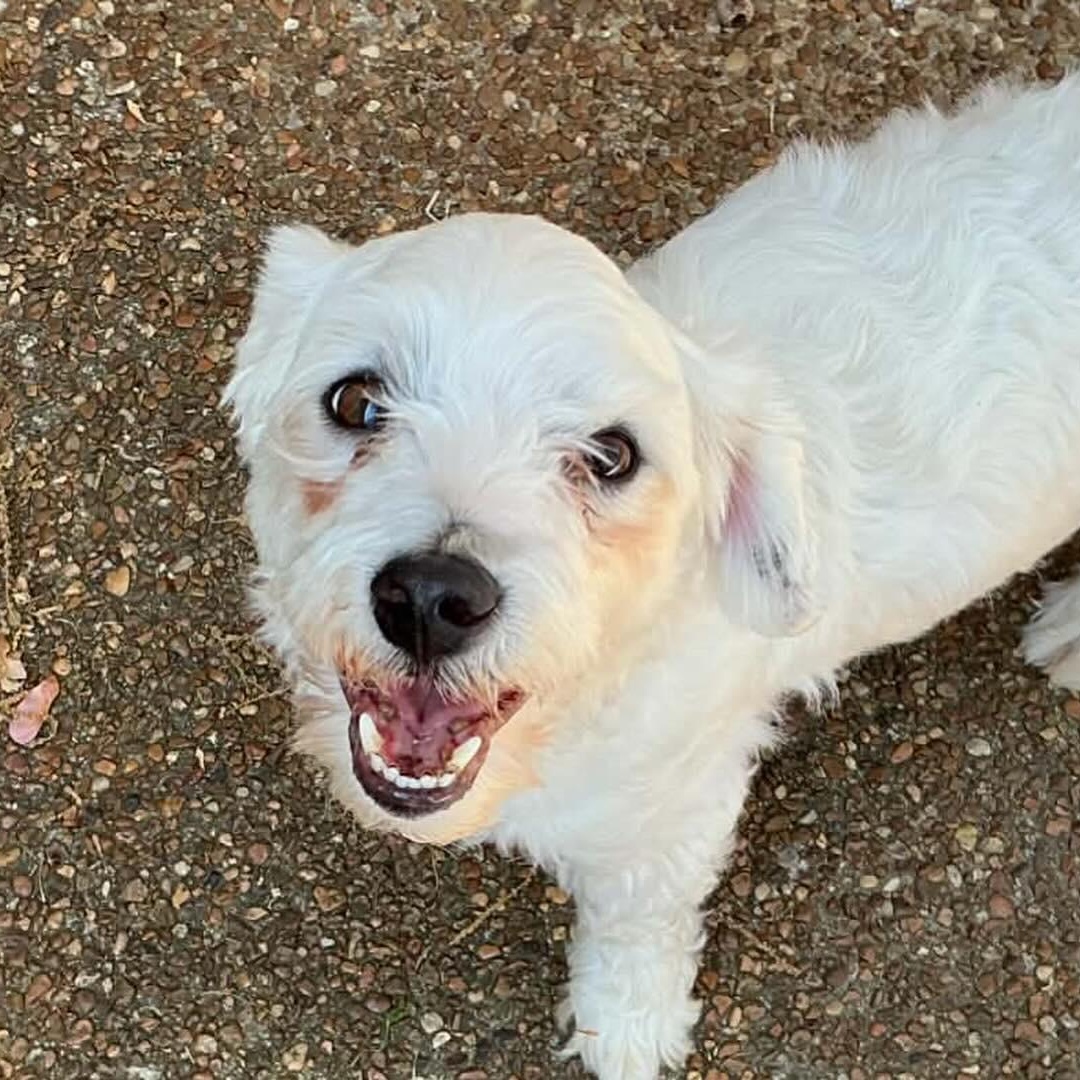 Gizmo, ADOPTABLE, Adult Male Bichon Frise.