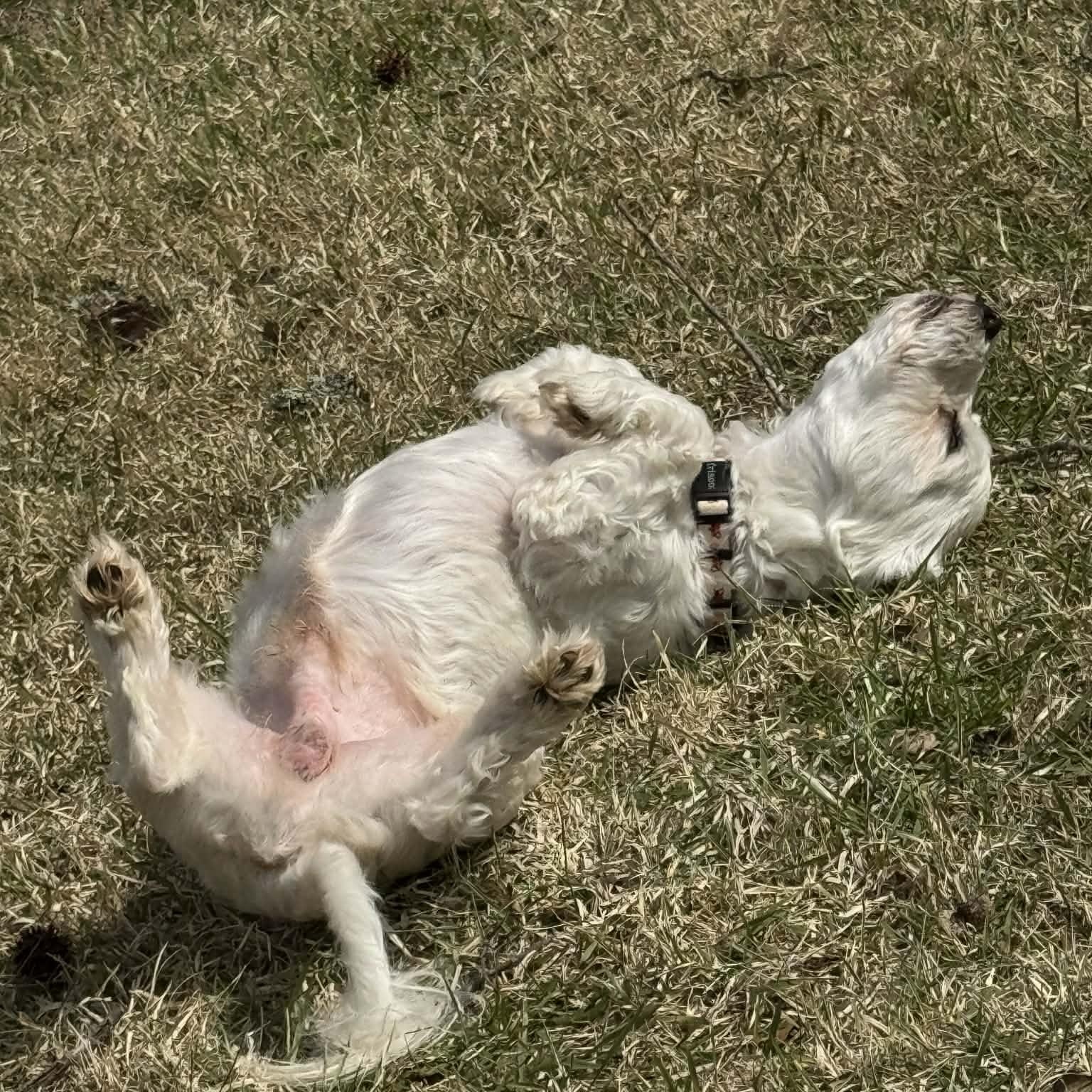 Enlarge Gizmo, a ADOPTABLE Bichon Frise in Hatfield, PA image 4/6