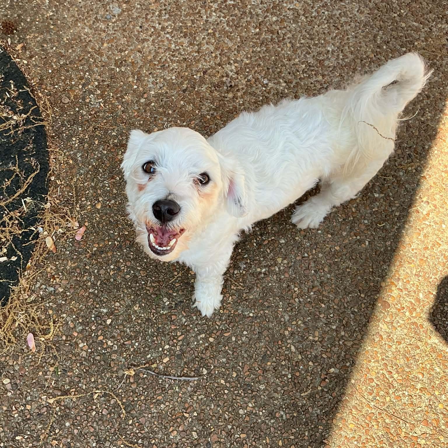 Enlarge Gizmo, a ADOPTABLE Bichon Frise in Hatfield, PA image 3/6