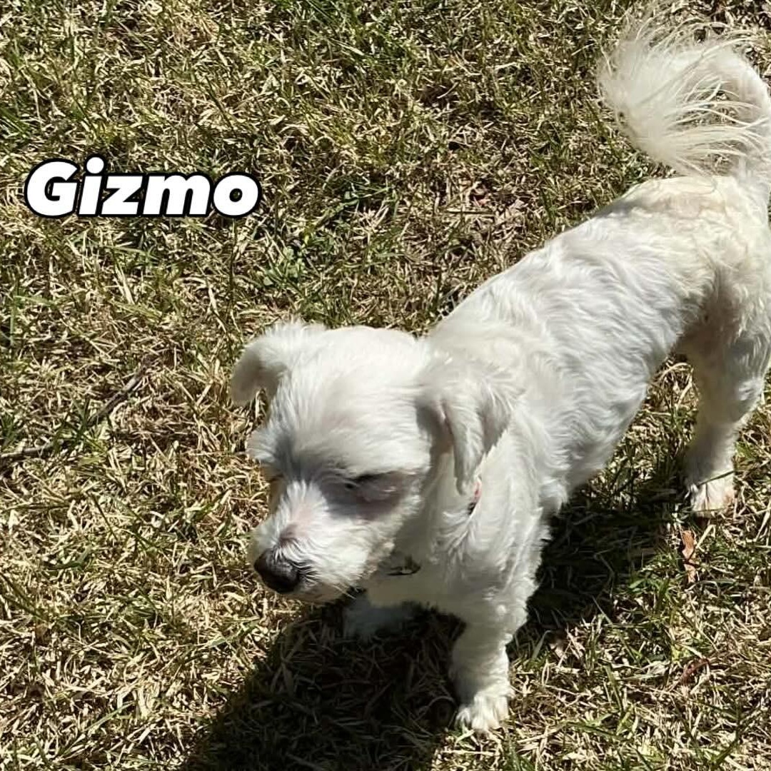 Enlarge Gizmo, a ADOPTABLE Bichon Frise in Hatfield, PA image 5/6
