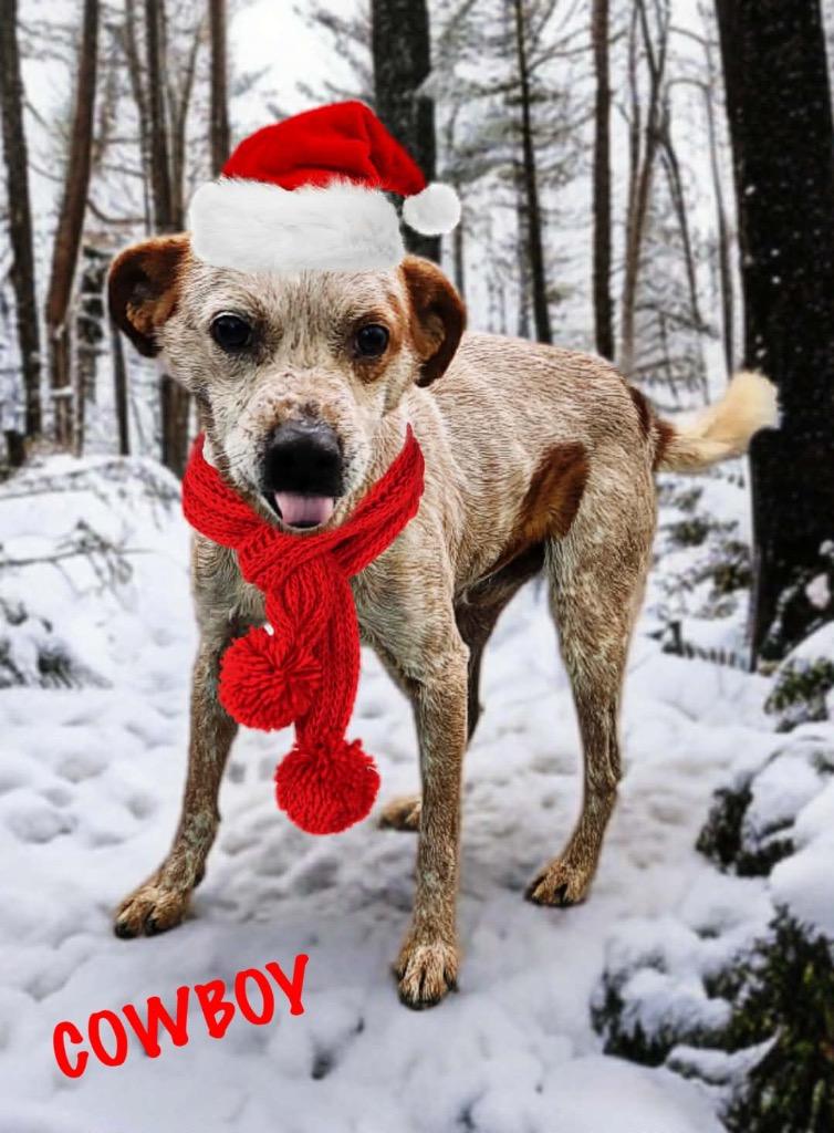 P-4 Cowboy, Adoptable, Young Male Mixed Breed.