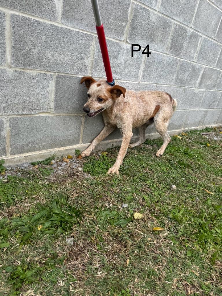 P-4 Cowboy, a Adoptable mixed breed in Shelbyville, TN image 1/2