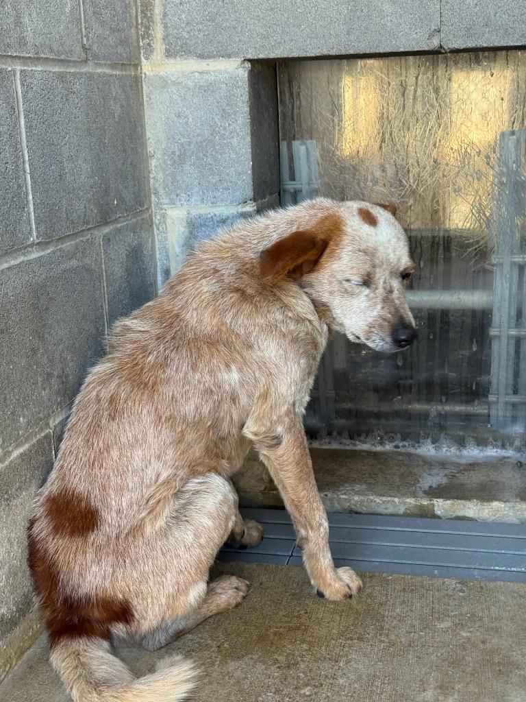 P-4 Cowboy, a Adoptable mixed breed in Shelbyville, TN image 2/2