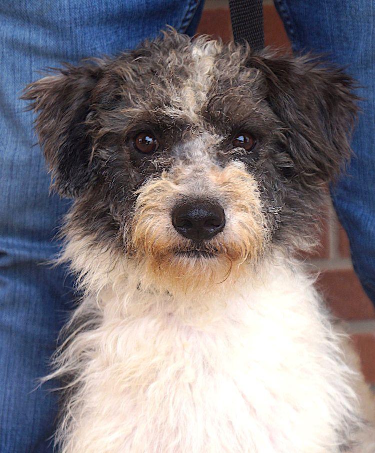 Banjo, ADOPTABLE, Adult Male Poodle & Portuguese Water Dog.