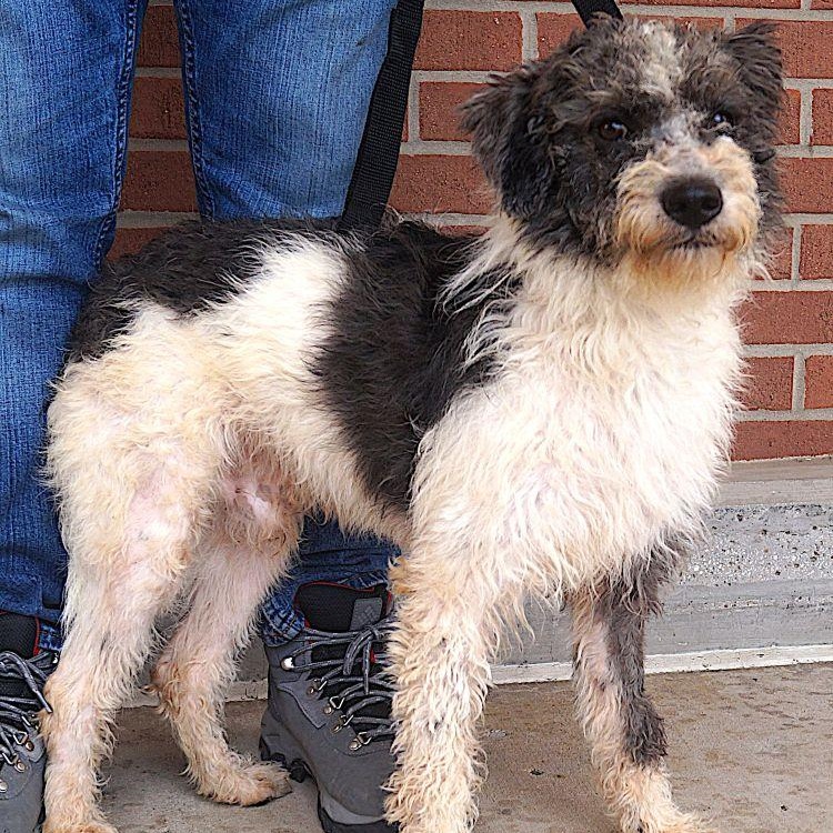 Banjo, a ADOPTABLE mixed breed in Carrollton, TX image 2/3