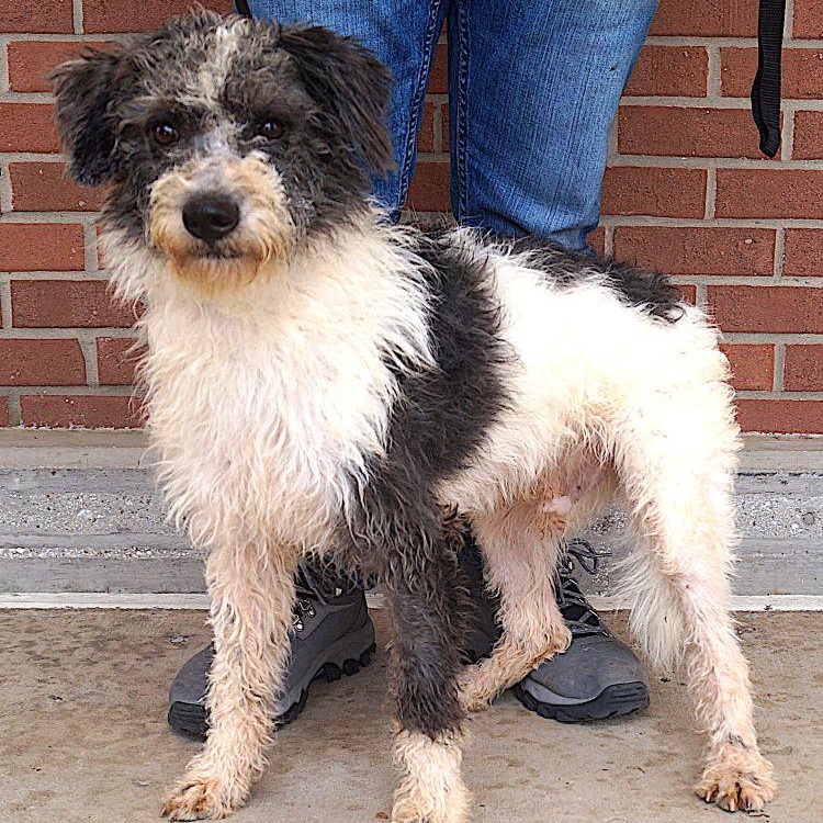 Banjo, a ADOPTABLE mixed breed in Carrollton, TX image 3/3
