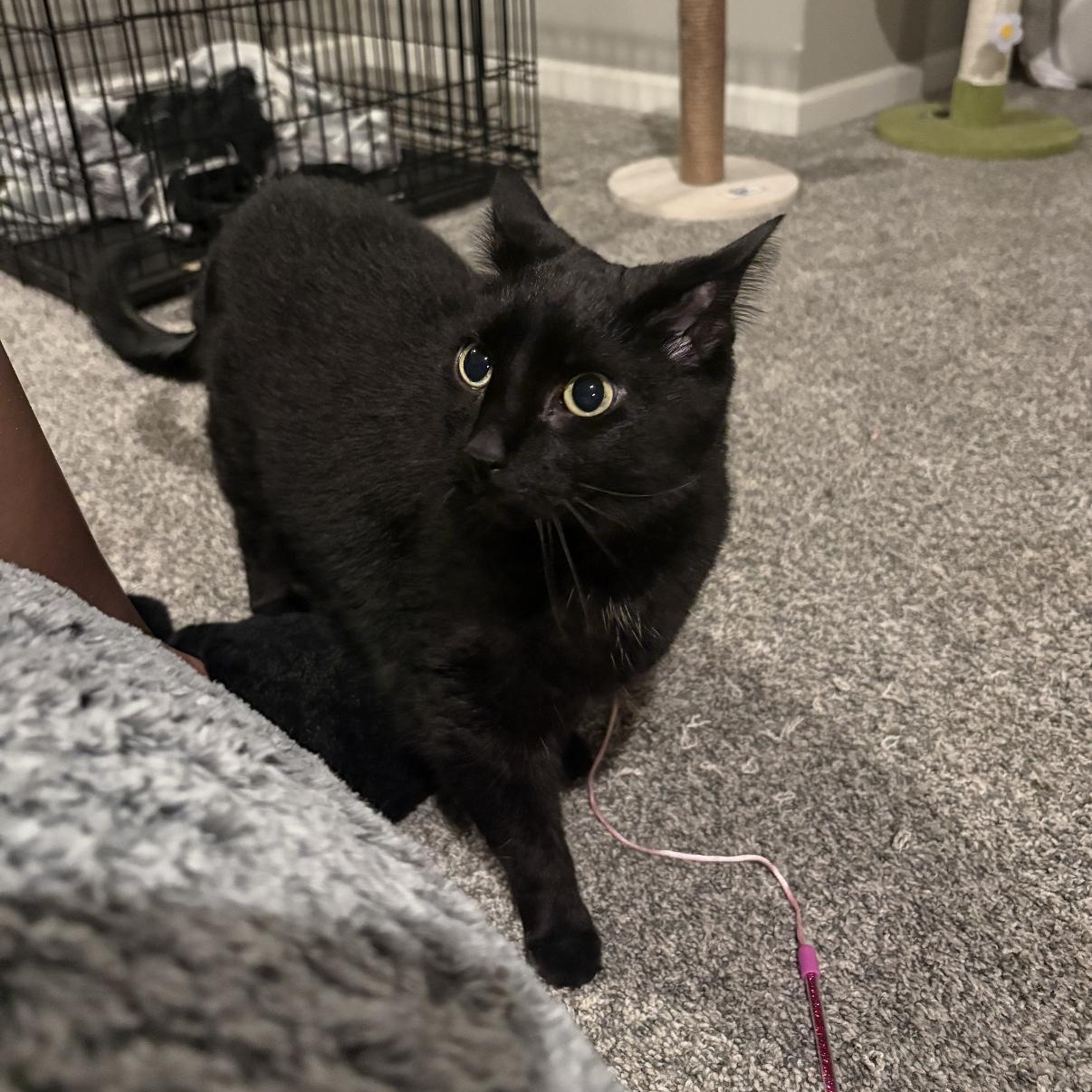 Enlarge Laney, a ADOPTABLE mixed breed in Omaha, NE image 3/5