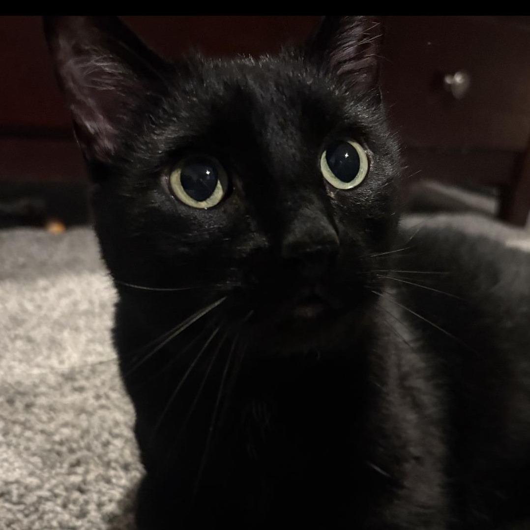 Laney, ADOPTABLE, Adult Female Domestic Short Hair.