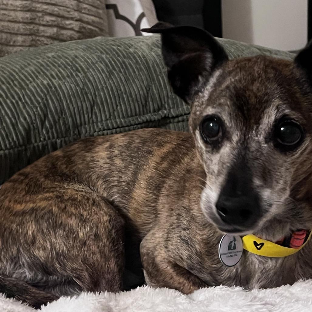 Bear (JY15-32), Adoptable, Senior Male Chihuahua & Mixed Breed.