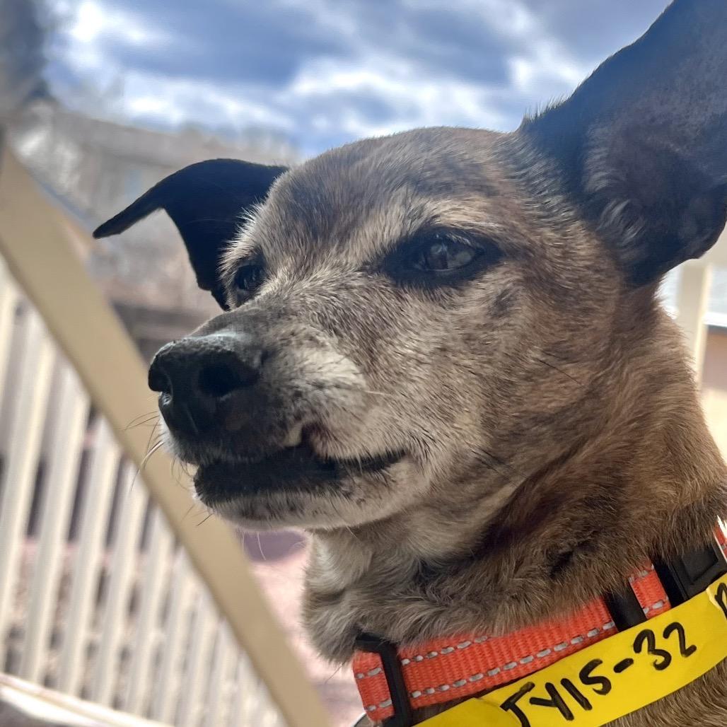 Enlarge Bear (JY15-32), a Adoptable mixed breed in Peyton, CO image 2/4