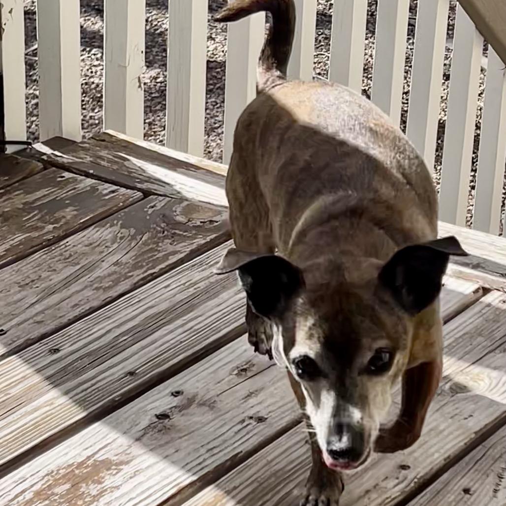 Enlarge Bear (JY15-32), a Adoptable mixed breed in Peyton, CO image 3/4