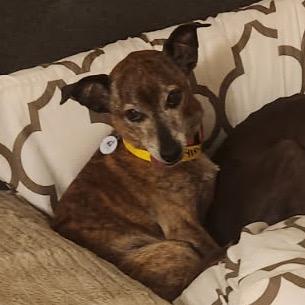 Enlarge Bear (JY15-32), a Adoptable mixed breed in Peyton, CO image 4/4