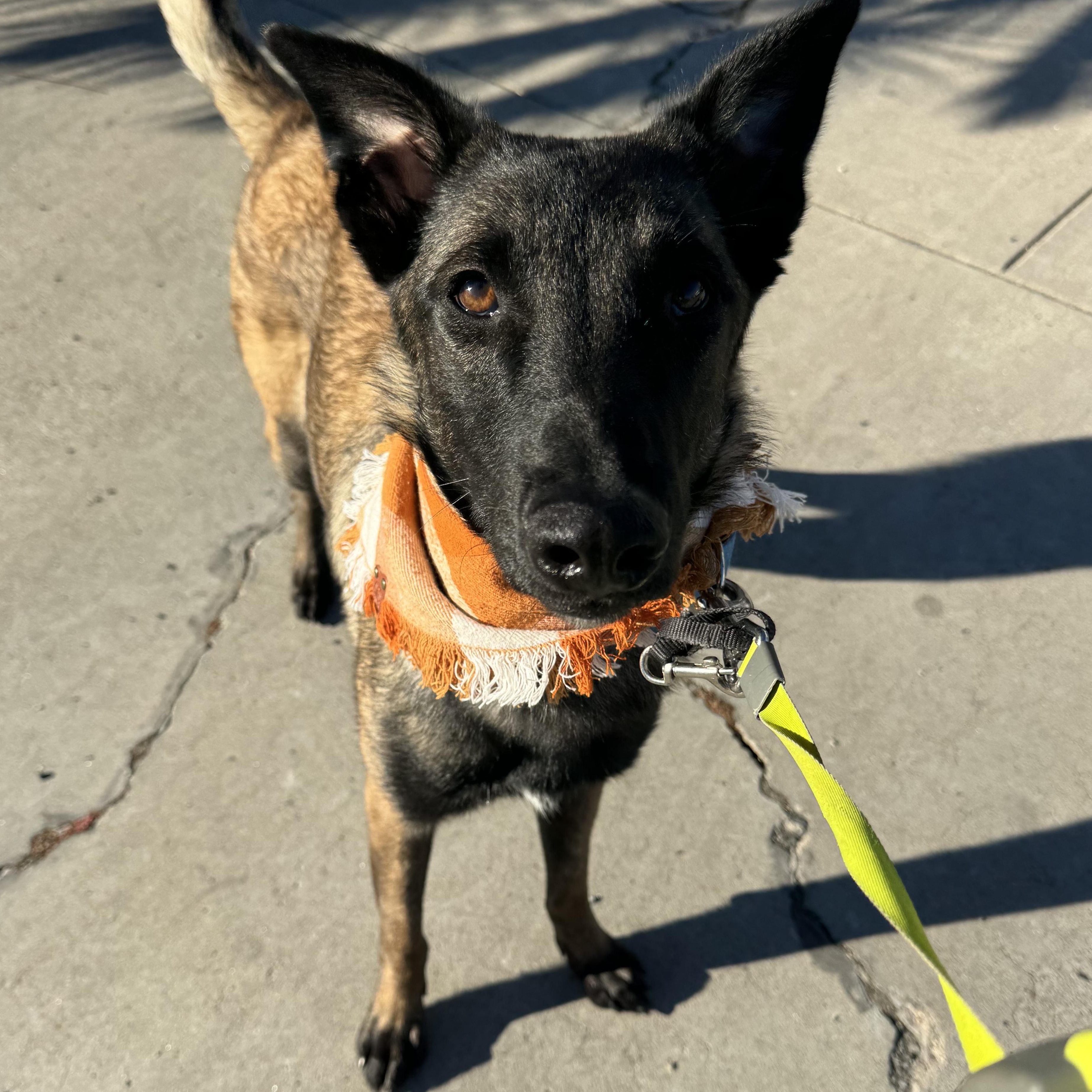 Telluride, Adoptable, Young Female Belgian Shepherd / Malinois.
