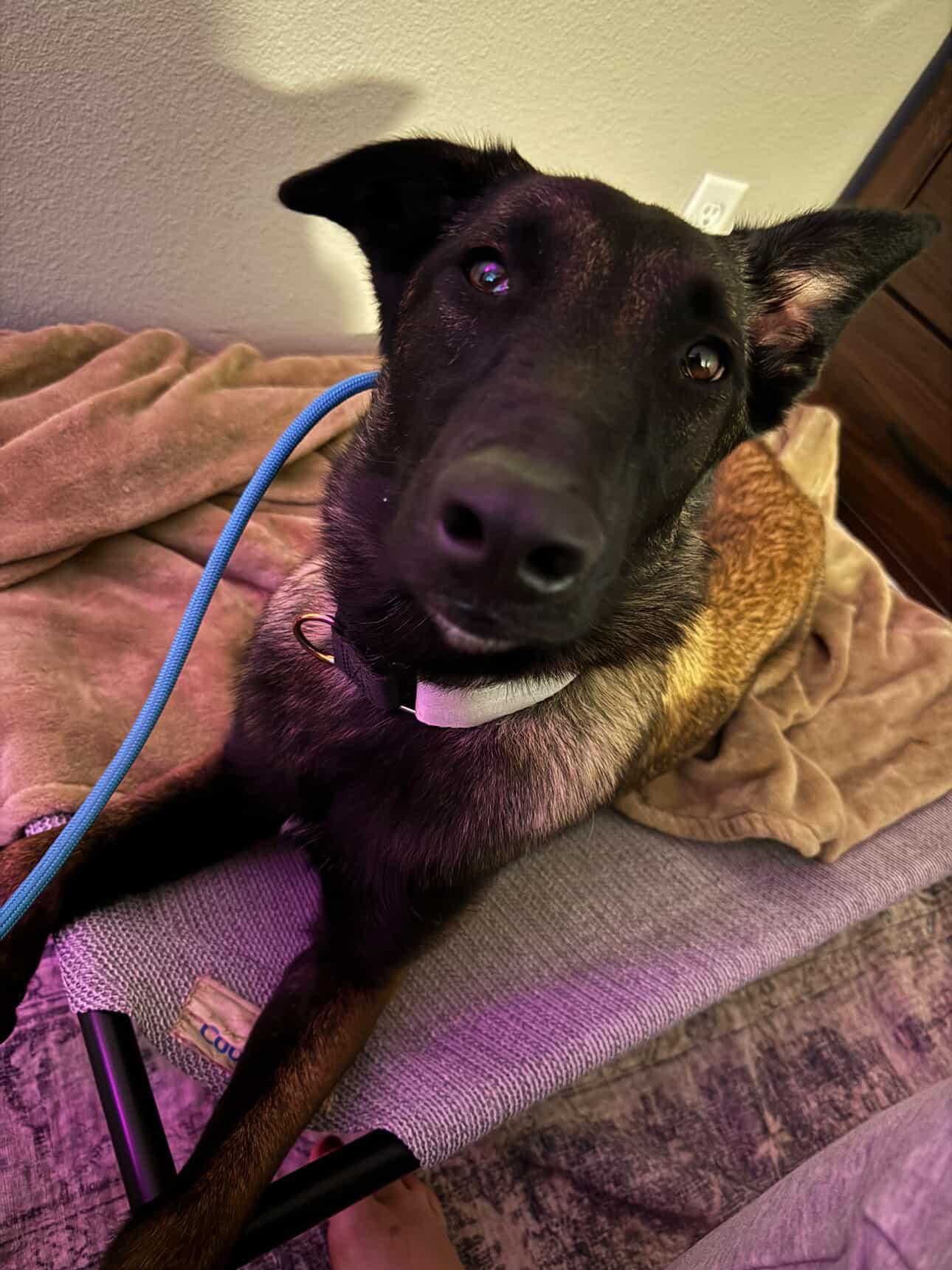 Enlarge Telluride, a Adoptable Belgian Shepherd / Malinois in San Diego, CA image 2/4