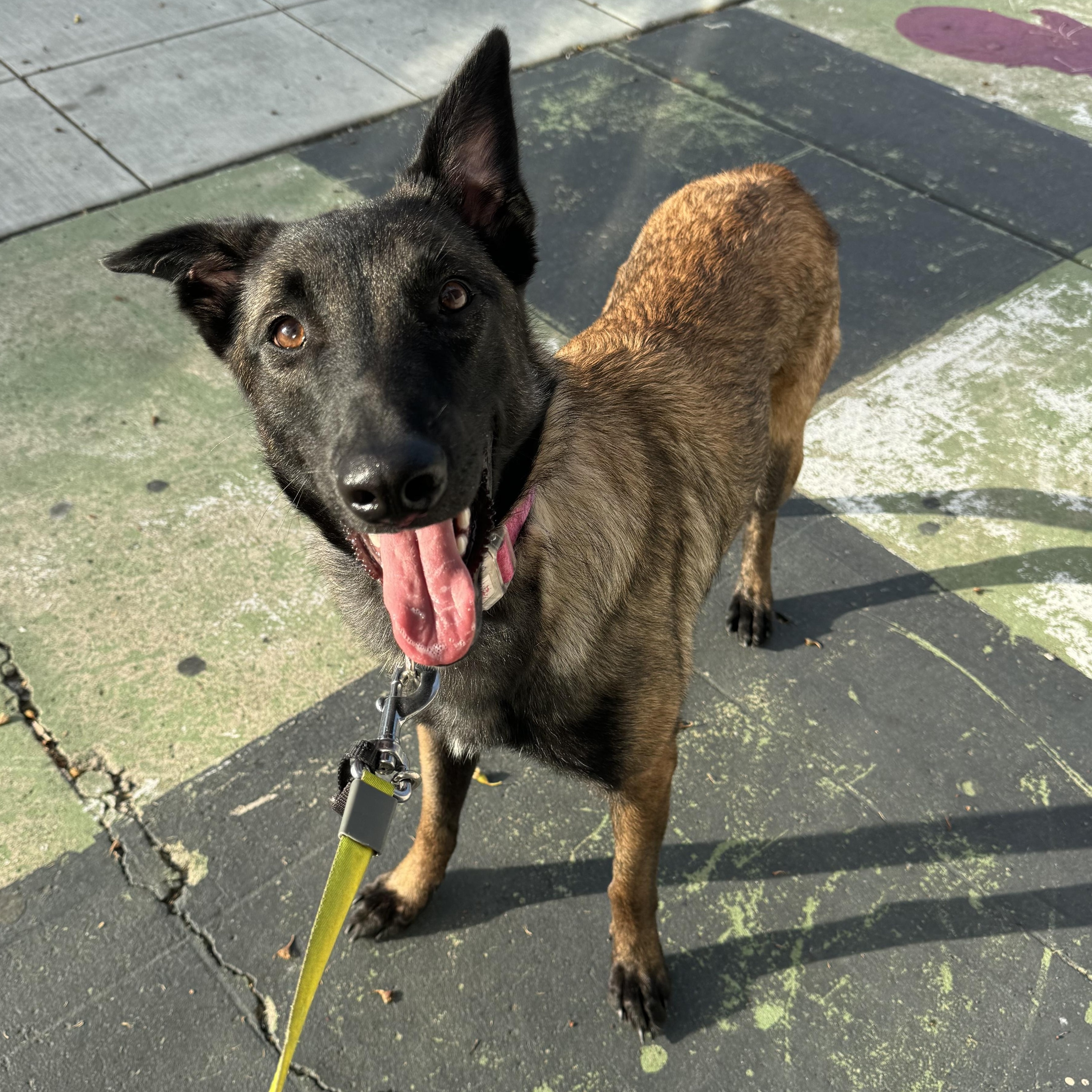 Enlarge Telluride, a Adoptable Belgian Shepherd / Malinois in San Diego, CA image 3/4