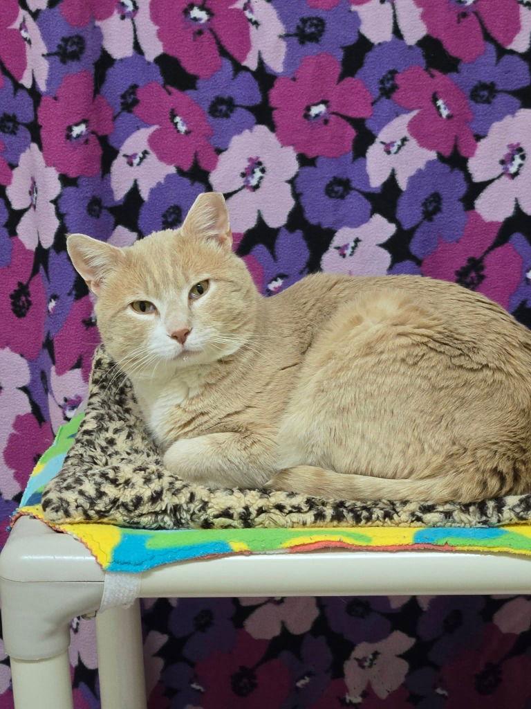 Arthur, Adoptable, Adult Male American Shorthair.