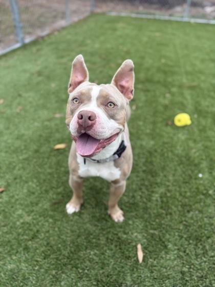 Toast - 2, Adoptable, Adult Male Mixed Breed & Mixed Breed.