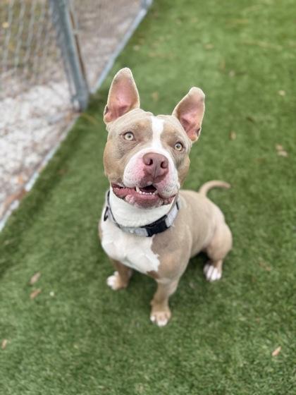 Enlarge Toast - 2, a Adoptable mixed breed in Daytona Beach, FL image 2/2