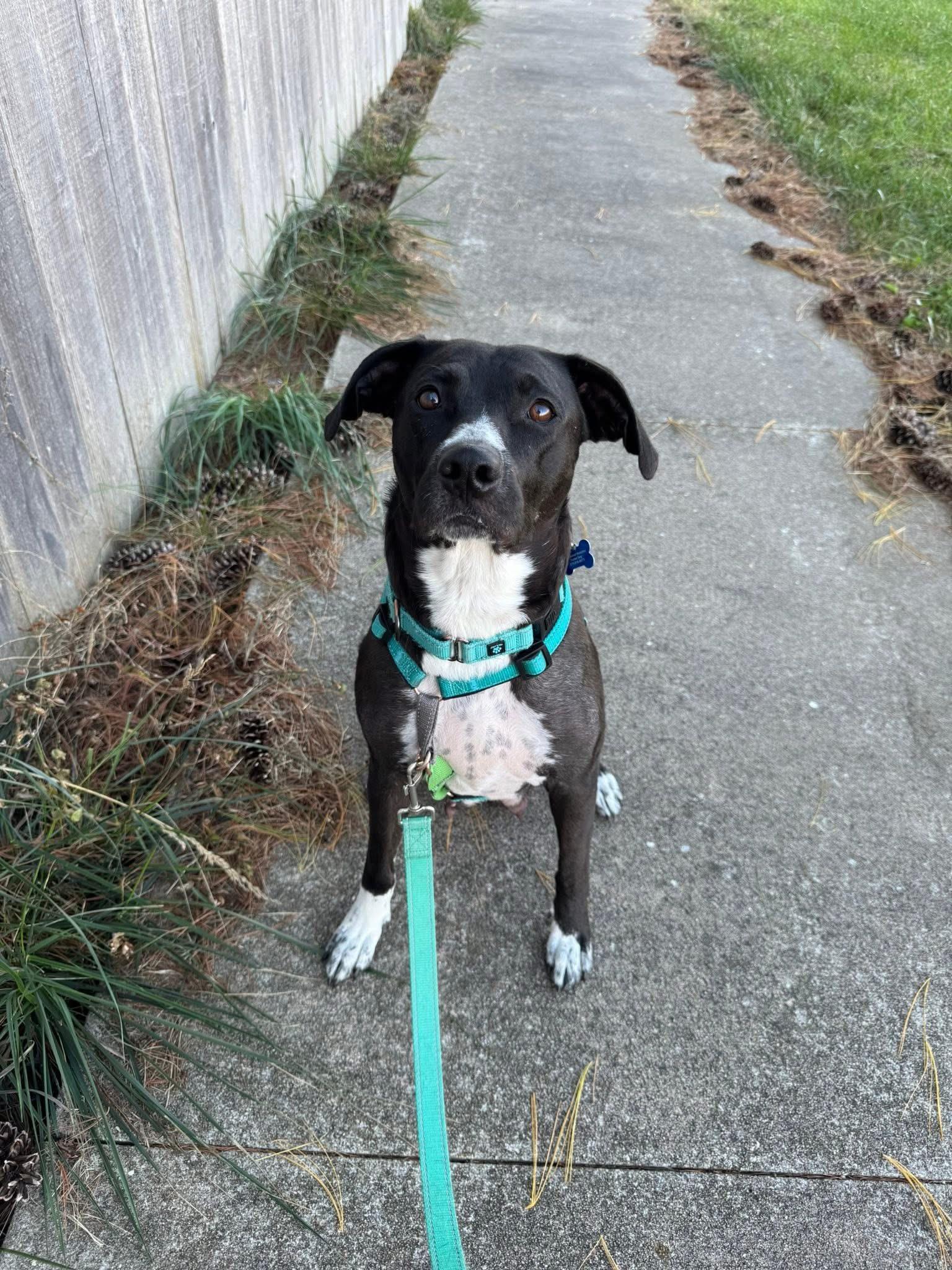 Enlarge Elvira, a ADOPTABLE mixed breed in Columbia, MO image 3/5