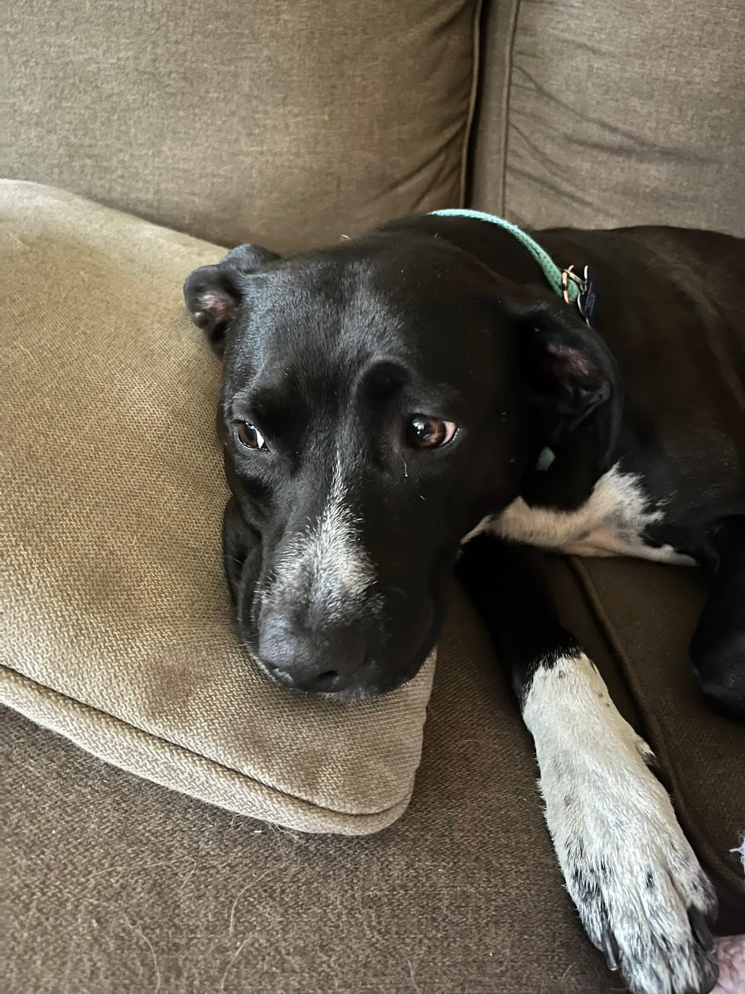 Enlarge Elvira, a ADOPTABLE mixed breed in Columbia, MO image 5/5