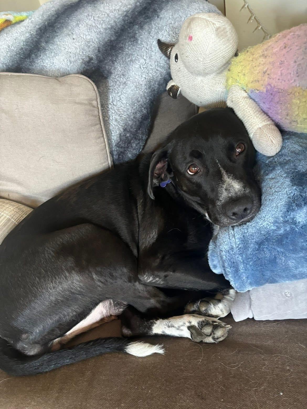 Elvira, ADOPTABLE, Adult Female Pit Bull Terrier & Boxer.