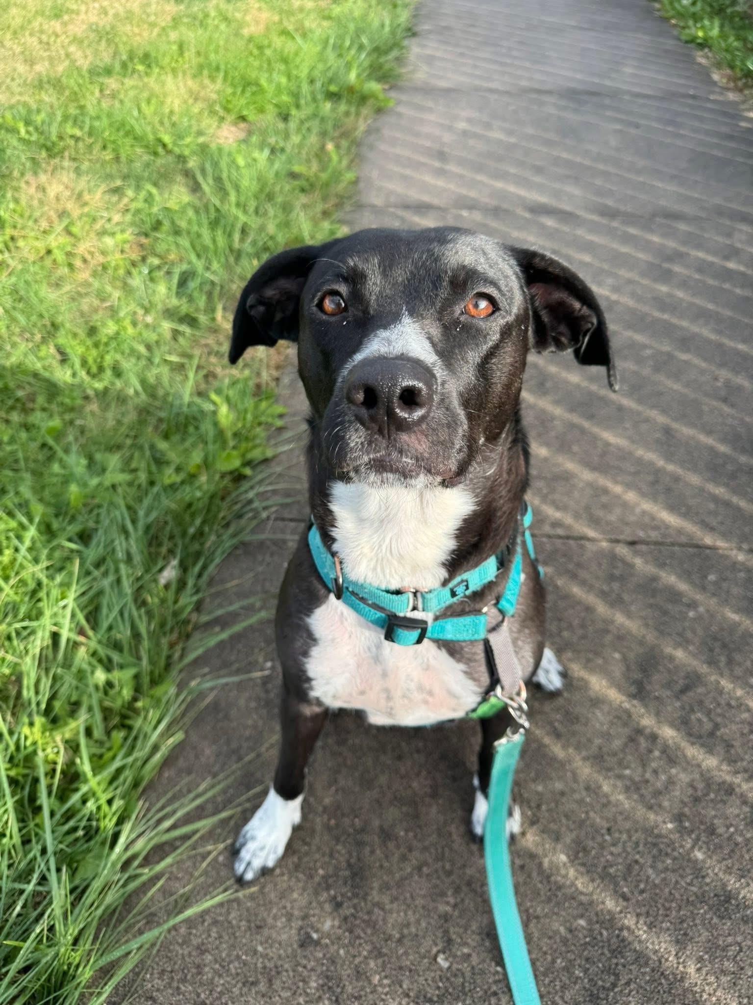 Enlarge Elvira, a ADOPTABLE mixed breed in Columbia, MO image 4/5