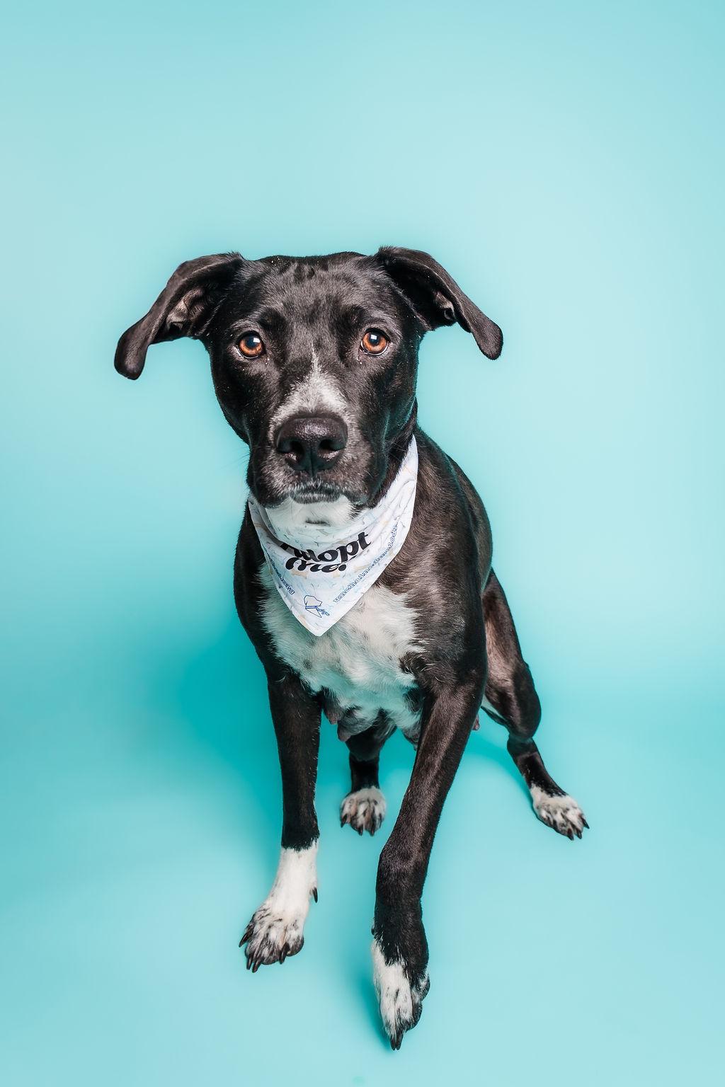 Elvira, ADOPTABLE, Adult Female Pit Bull Terrier & Boxer.