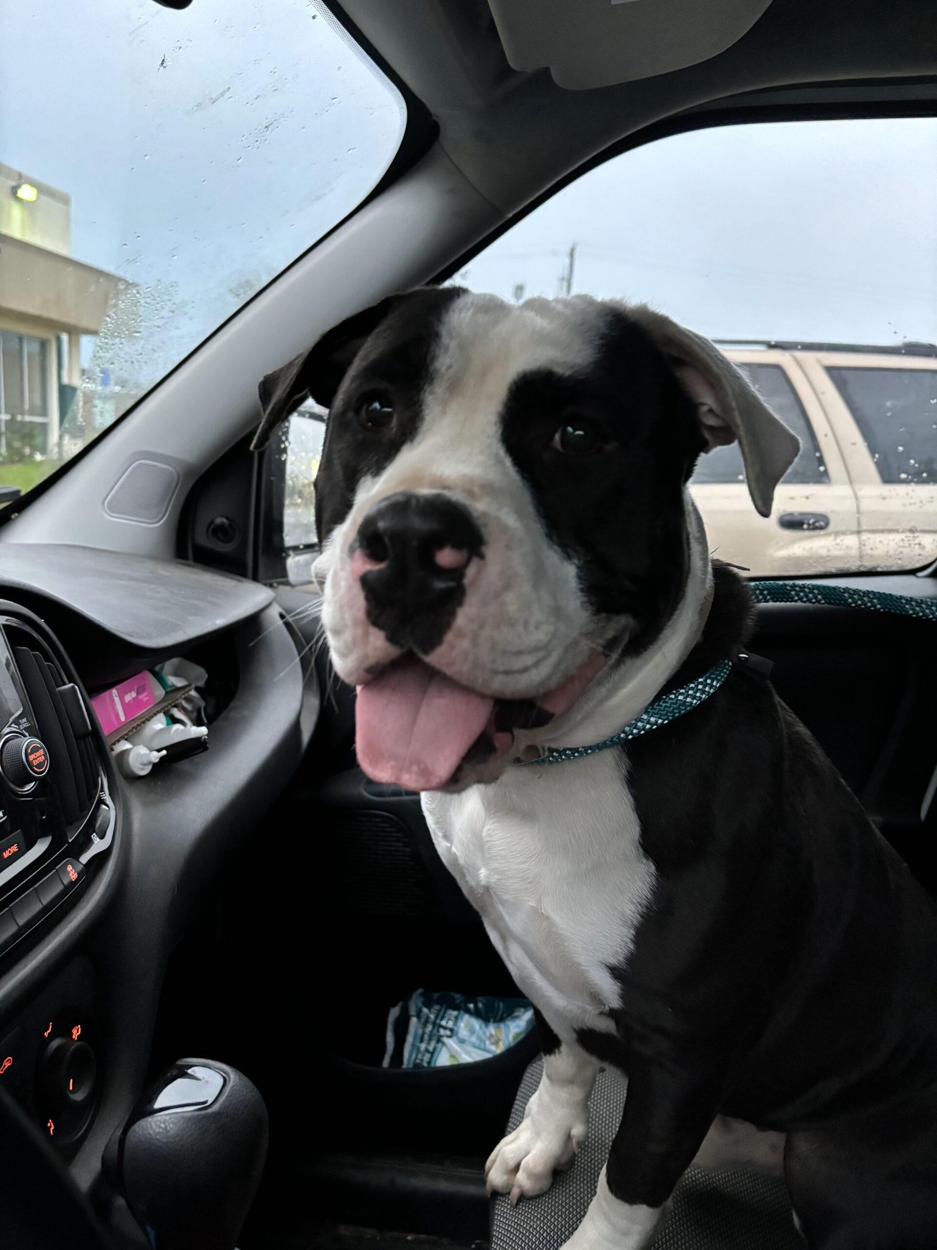 Enlarge Ramsey, a Adoptable American Staffordshire Terrier in Sullivan City, TX image 1/1