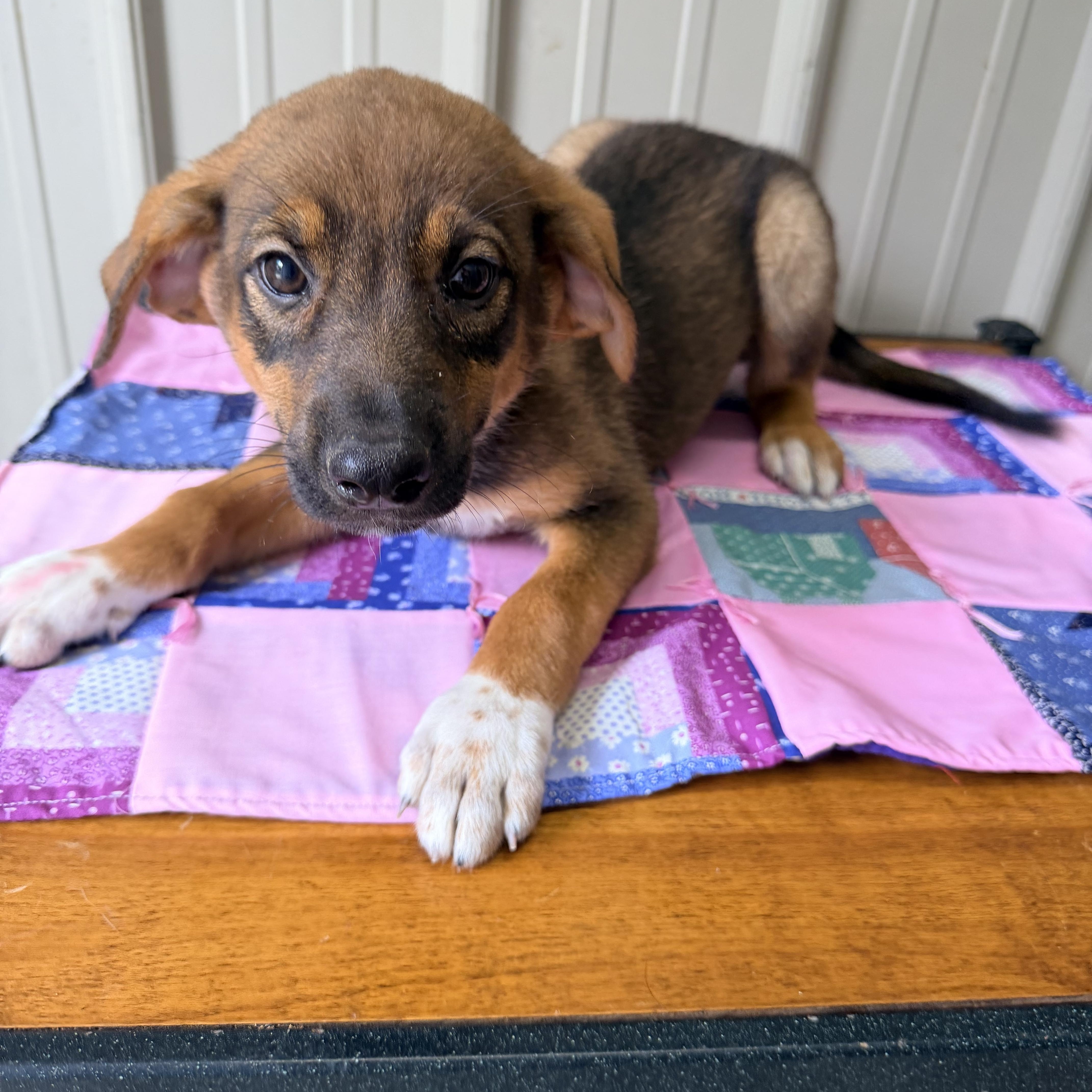 Aurora, adopted, Puppy Female German Shepherd Dog.