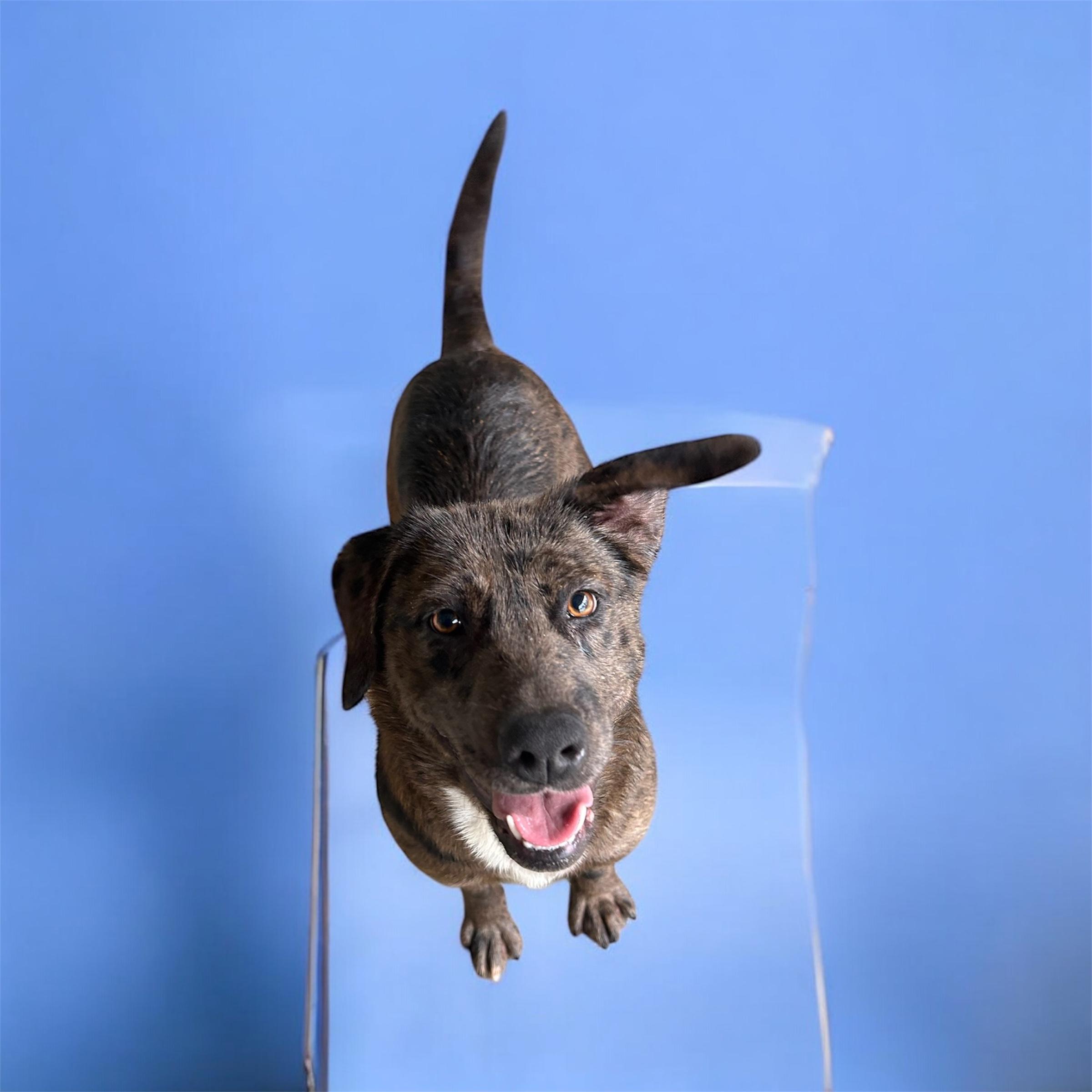 Enlarge Pippa, a Adoptable mixed breed in Brownstown, IN image 1/3