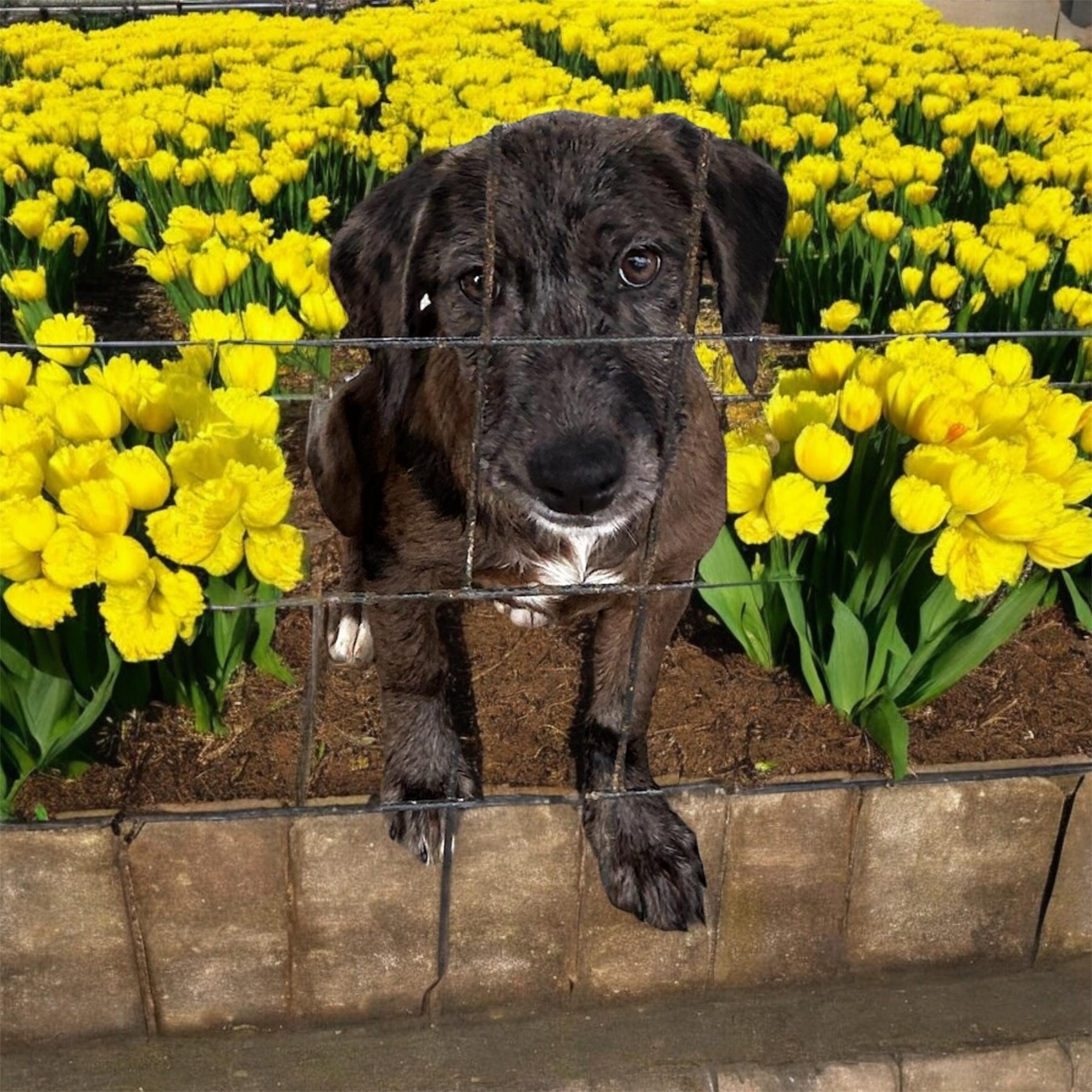 Enlarge Pippa, a Adoptable mixed breed in Brownstown, IN image 2/2