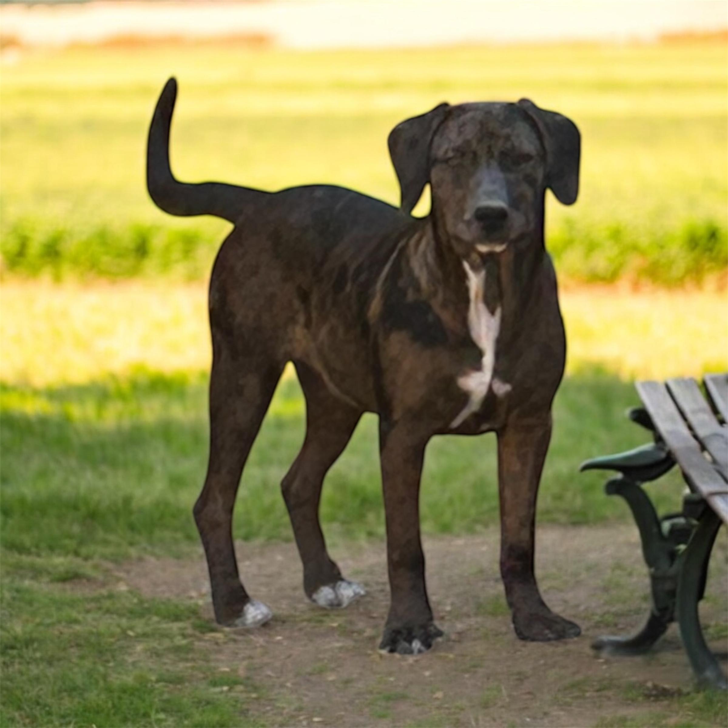 Enlarge Pippa, a Adoptable mixed breed in Brownstown, IN image 1/2