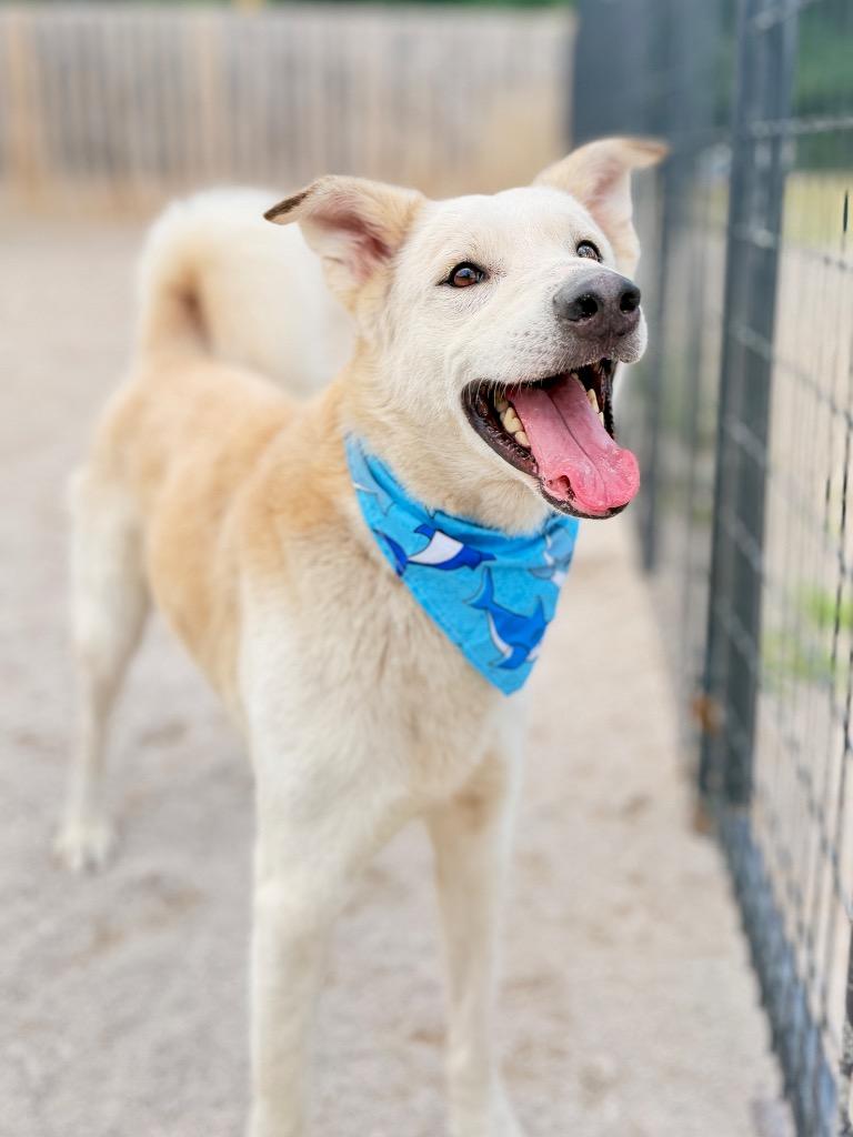 Dibbs, Adoptable, Adult Male Shepherd & Mixed Breed.