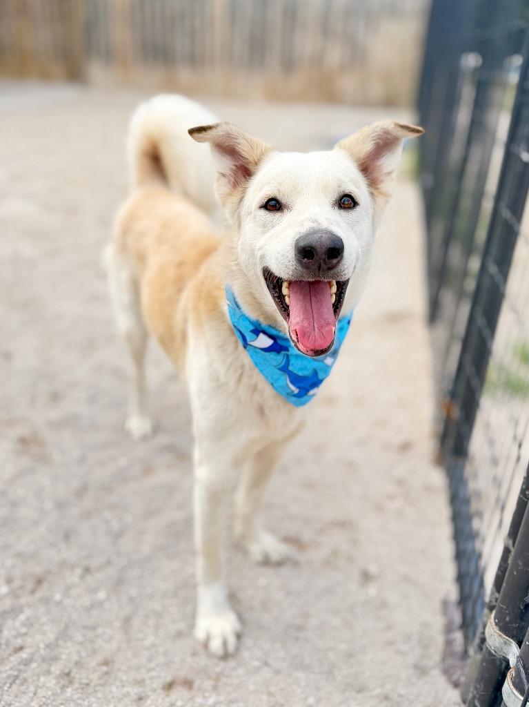 Enlarge Dibbs, a Adoptable mixed breed in Muskegon, MI image 2/4