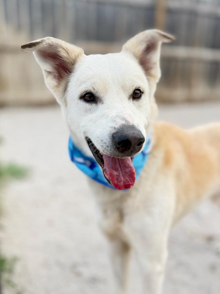 Enlarge Dibbs, a Adoptable mixed breed in Muskegon, MI image 3/4