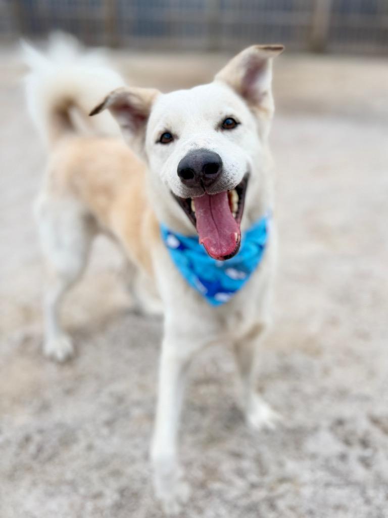 Enlarge Dibbs, a Adoptable mixed breed in Muskegon, MI image 4/4