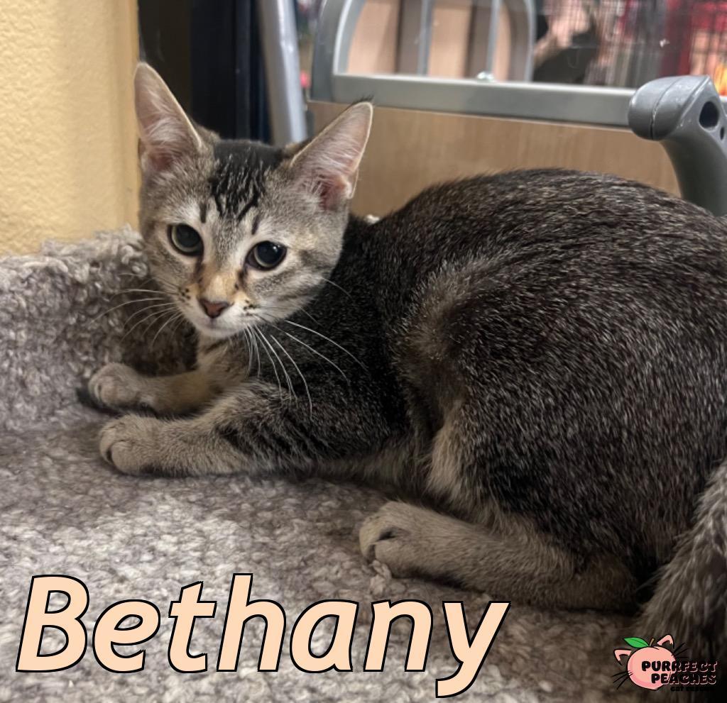 Enlarge Bethany, a Adoptable mixed breed in Douglasville, GA image 2/2
