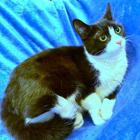 LOVING LEMUR - SNUGGLY SIBERIAN!ǰ, Adoptable, Young Female Siberian.