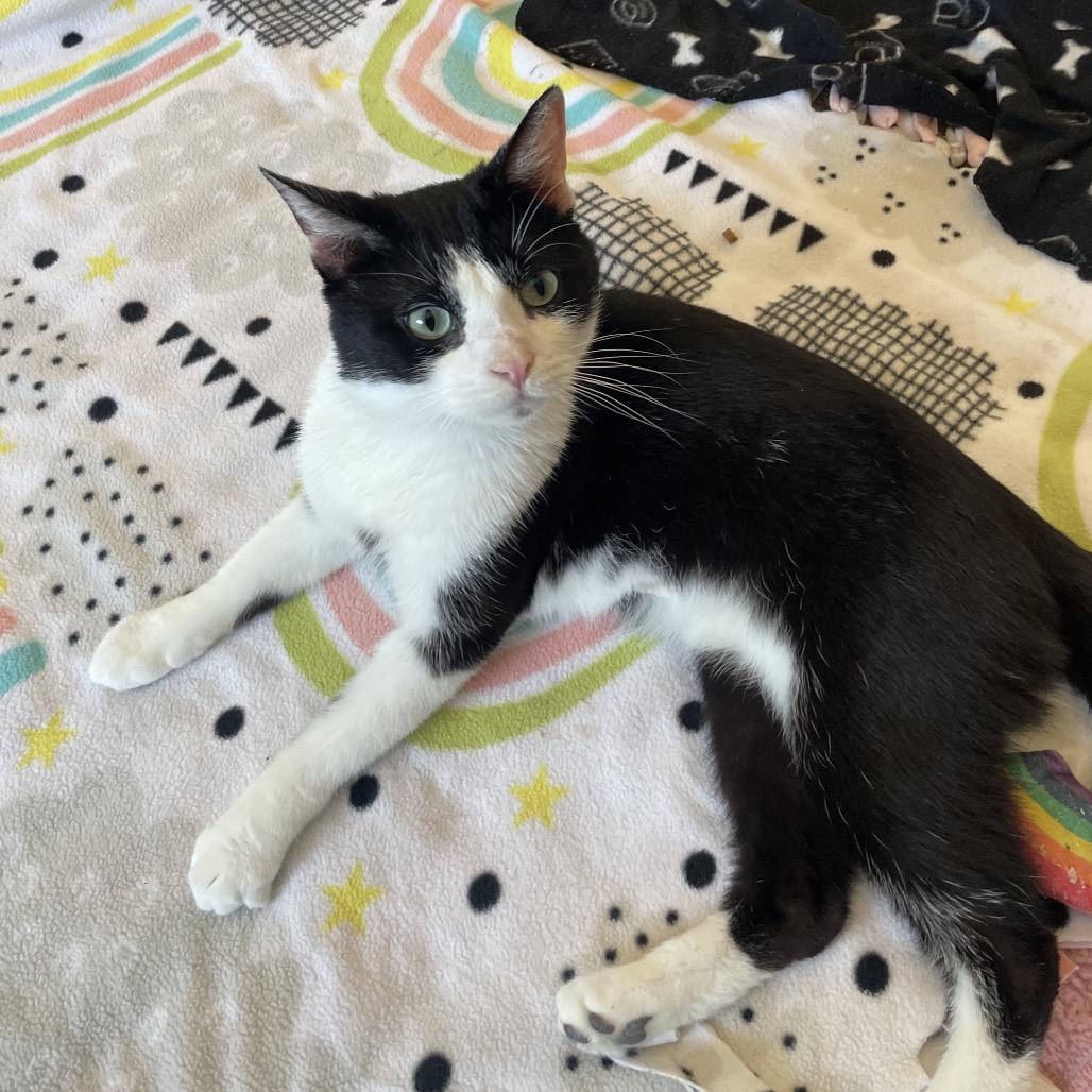 Enlarge Tarnation, a Adoptable Domestic Short Hair in Chicago, IL image 1/3