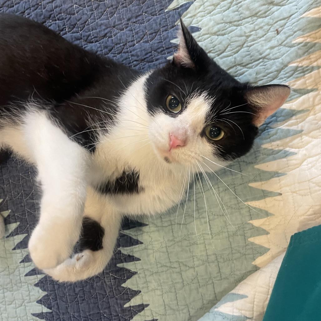 Enlarge Tarnation, a Adoptable Domestic Short Hair in Chicago, IL image 2/3