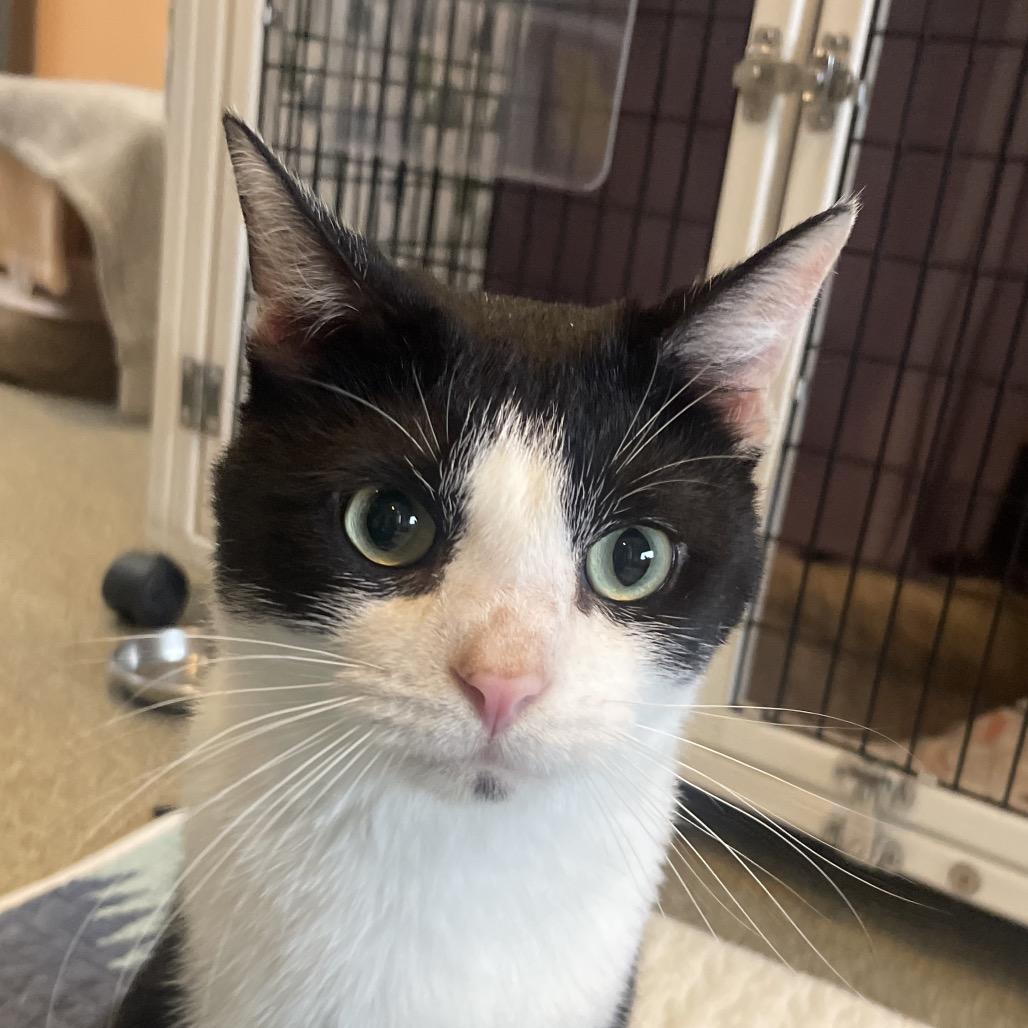 Enlarge Tarnation, a Adoptable Domestic Short Hair in Chicago, IL image 3/3