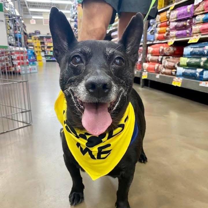 Enlarge Bubba, a Adoptable mixed breed in Fairfax, VA image 1/6