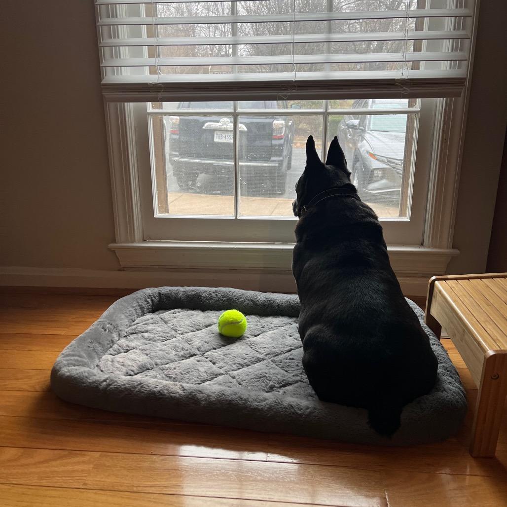 Enlarge Bubba, a Adoptable mixed breed in Fairfax, VA image 3/6