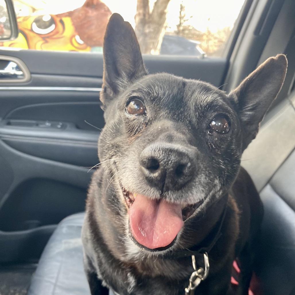 Enlarge Bubba, a Adoptable mixed breed in Fairfax, VA image 4/6